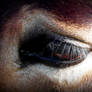 eye of horse