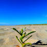 Flower on the beach