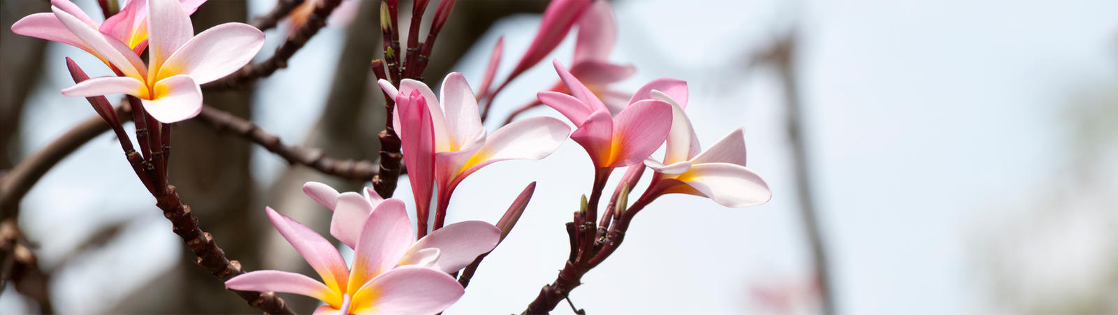 Pink Flowers