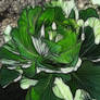 Alaska Grown Cabbage