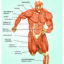 Muscle Anatomy (by Nathan Webb)