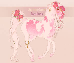 Newbie Design | Rohida