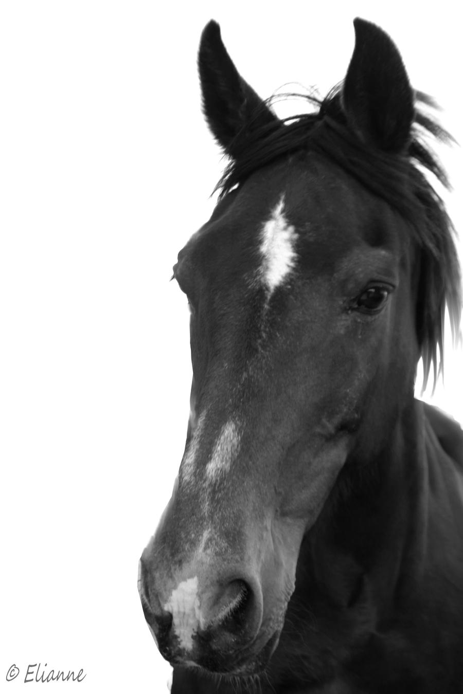 Horse Black and White