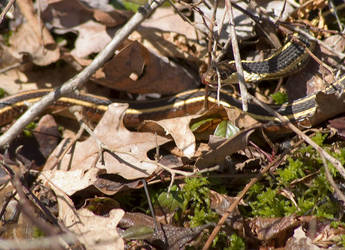 Snake Eating 3