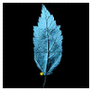 Fringe Glyph: Leaf