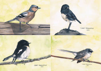 Collection of bird paintings