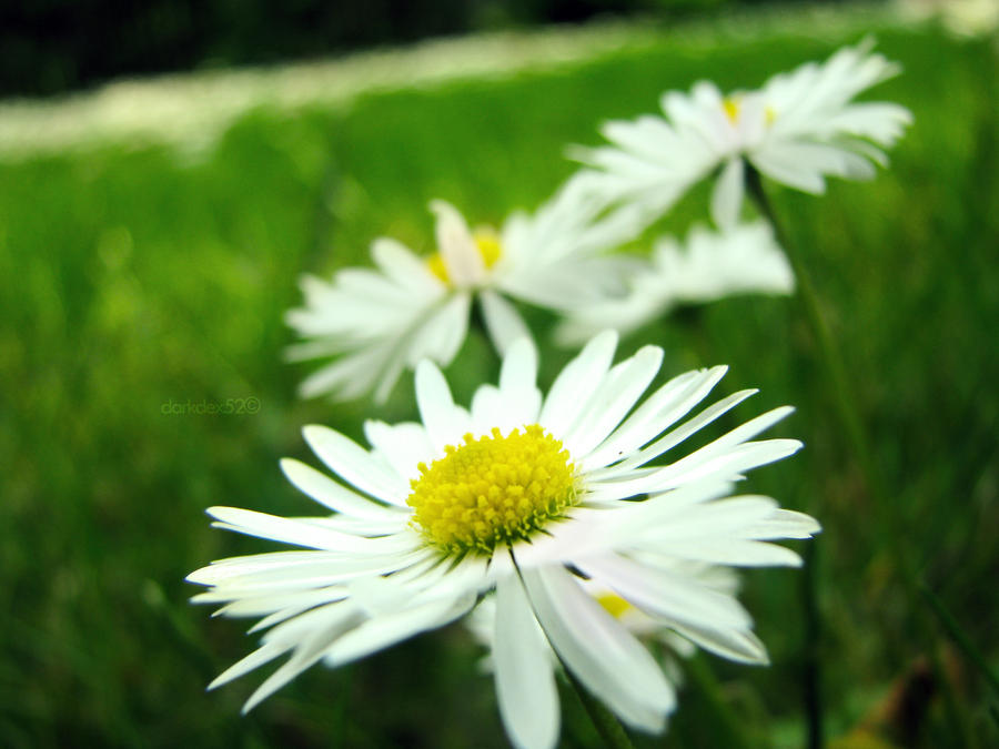 The Disease of Dancing Flowers