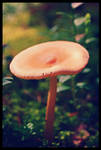 The Mushroom by darkdex52