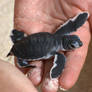 Baby Green Turtle 2