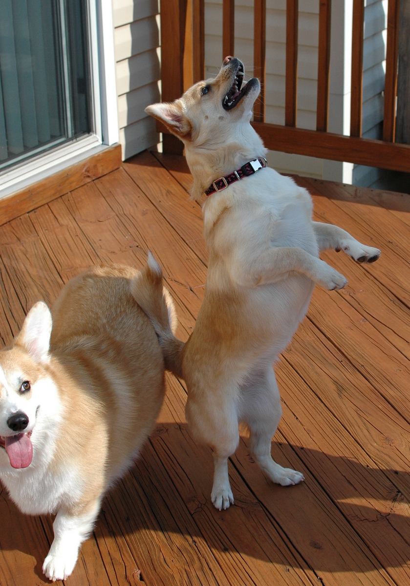 Gimme the Ball!