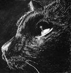 Black Cat by Bolbec