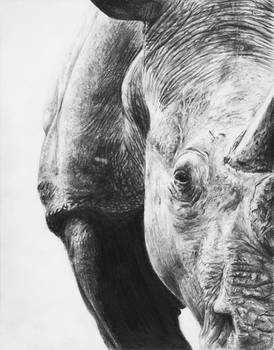 Rhino