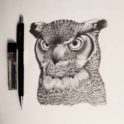 owl