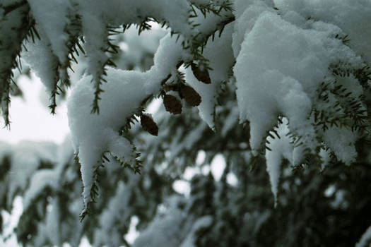 snowy branch - stock