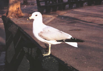 seagull stock