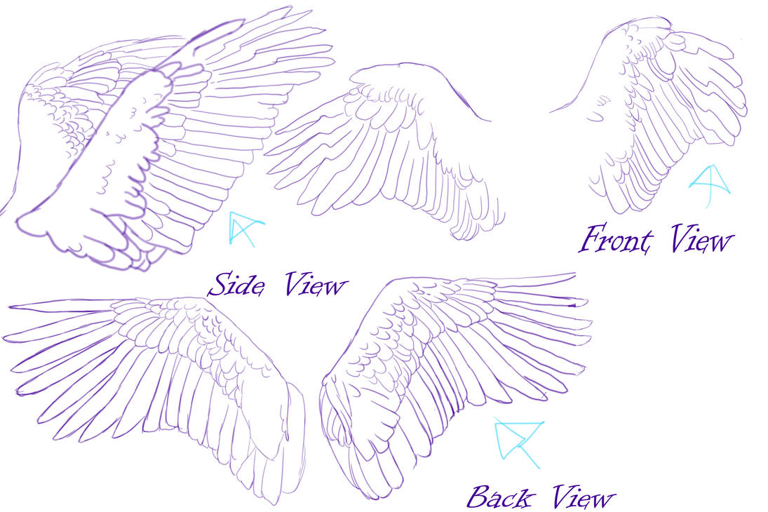 Wing studies- by CianRhapsody on DeviantArt