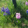 Hyacinth 