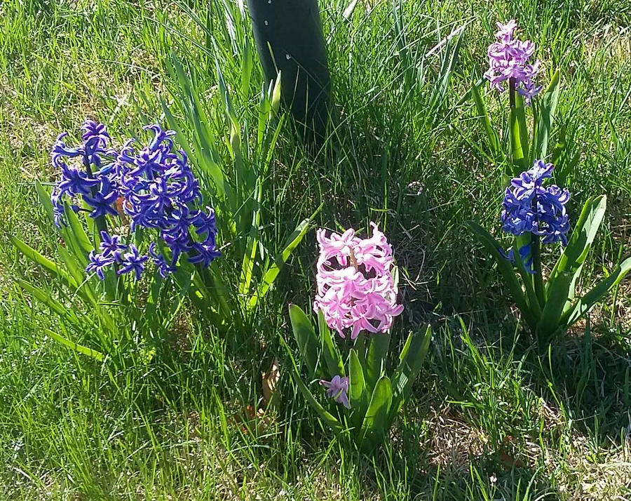 Hyacinth