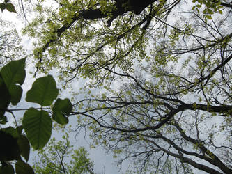 Green Leaves