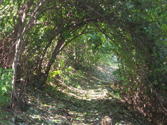 The Covered Path