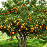 orange tree