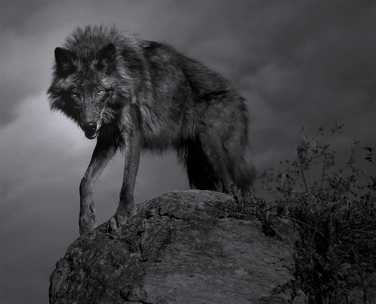 Dark Wolf