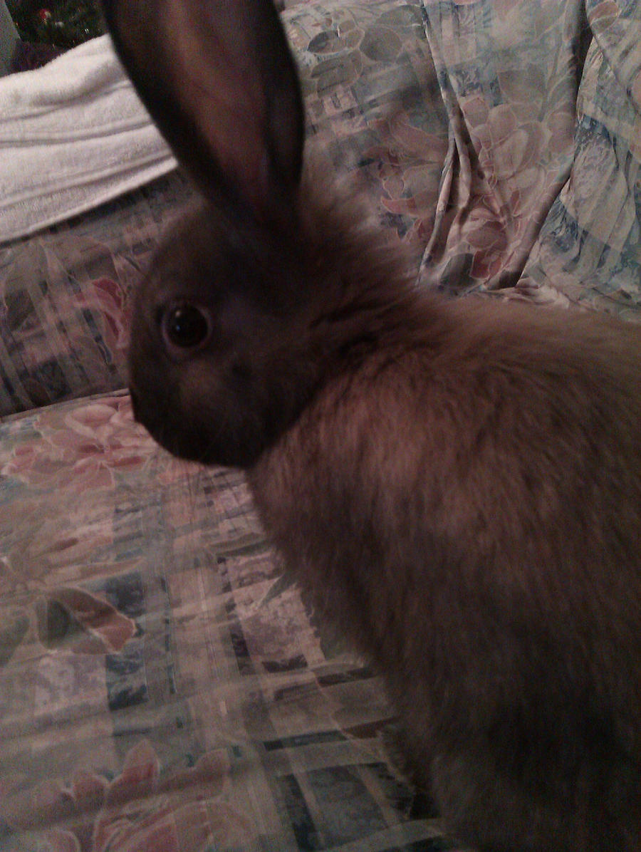 Gorgeous Little Bunny :D