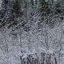 frosty trees