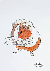 Drawing of a guineapig 2022