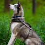 Alaskan Sled Dog