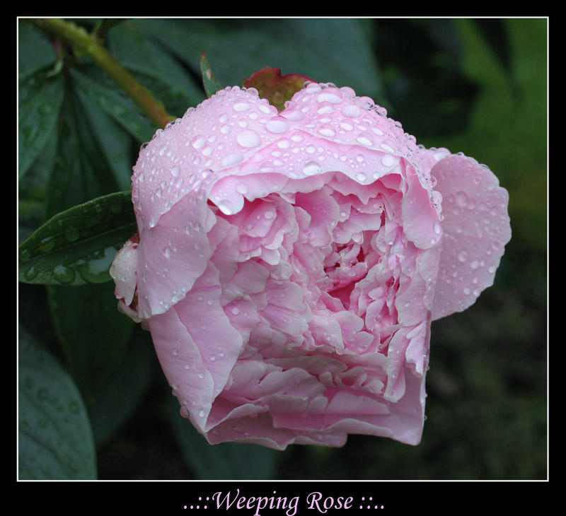 Pink Weeping Roses Weeping Rose.. by Nenuial on DeviantArt