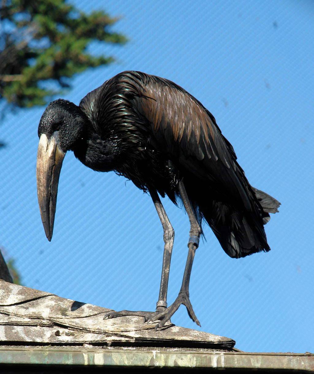 Creepy Bird by archistock