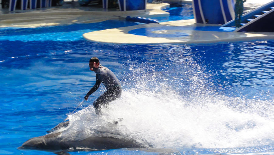 Dolphin Rider by futureshamutrainer on DeviantArt