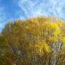 Autumn Tree and Autumn Sky