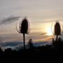 Dark Against the Evening Light