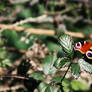 Peacock Butterfly