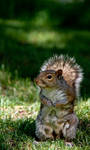 A Squirrel in Montreal by Geater