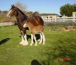 Clydesdale Mare and Foal 3