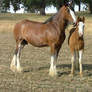 Clydesdale Mare and Foal 5