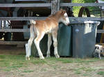 Clydesdale Foal 5