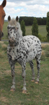 Leopard Appaloosa