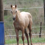 Palomino Roan Foal