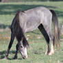 Blue Roan Colt 4