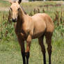 Buckskin Filly 13