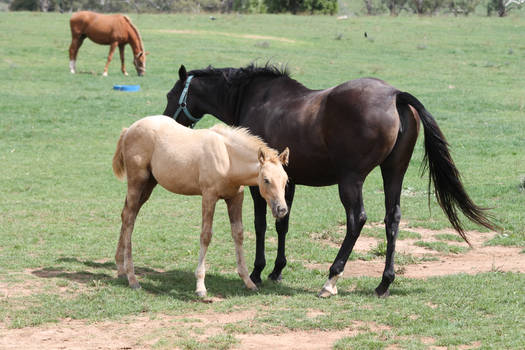 Mare and Foal 2