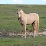 Palomino Stallion 2