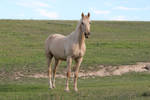 Palomino Stallion 14 by How-You-Remind-Me