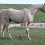 Palomino Stallion 15