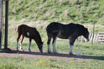 Black Sabino Clydesdale Mare and Bay Overo Foal