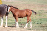 Bay Clydesdale Foal 2